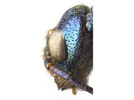   Sirex californicus  female gena; photo by H. Goulet, CNC 
